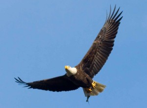 bald-eagle-with-fish-in-its-talons_w725_h532