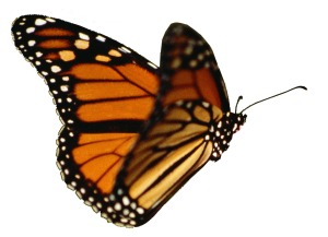 monarch-butterfly-drawing-flying