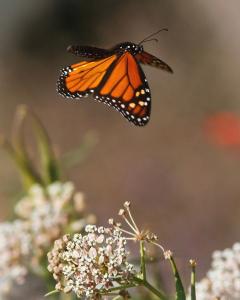 monarch-butterfly-flying-away